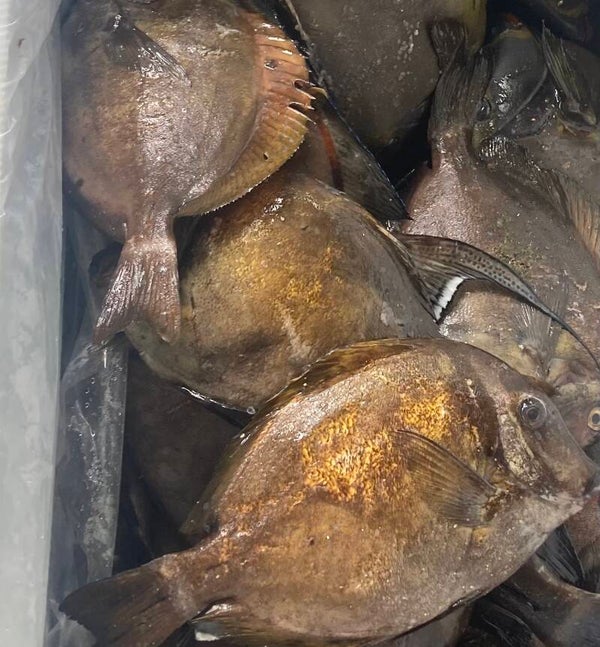 Surgeonfish (Hugupao)