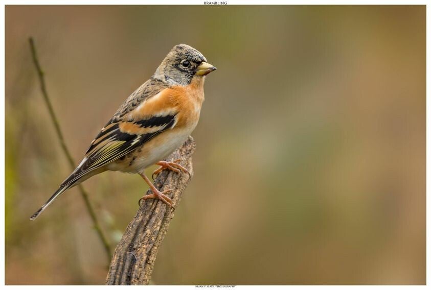 Around Ash Ranges / Long Walks - 5 or more miles / The Nature Walks ...