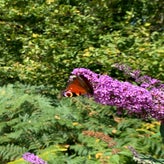 IMG_5657.jpg