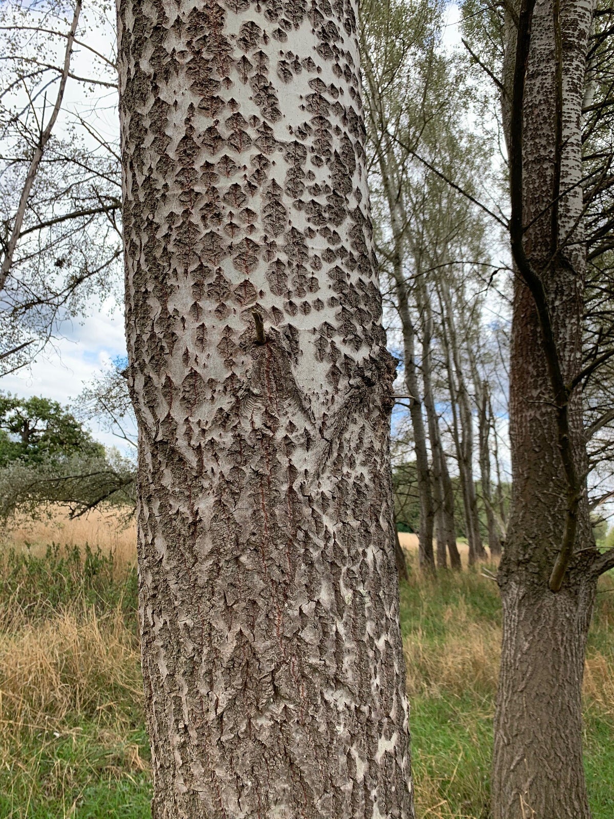 Hawley Meadows and Blackwater Park / Medium Walks 25 miles / The Nature Walks Blackwater