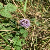 IMG_5677.jpg