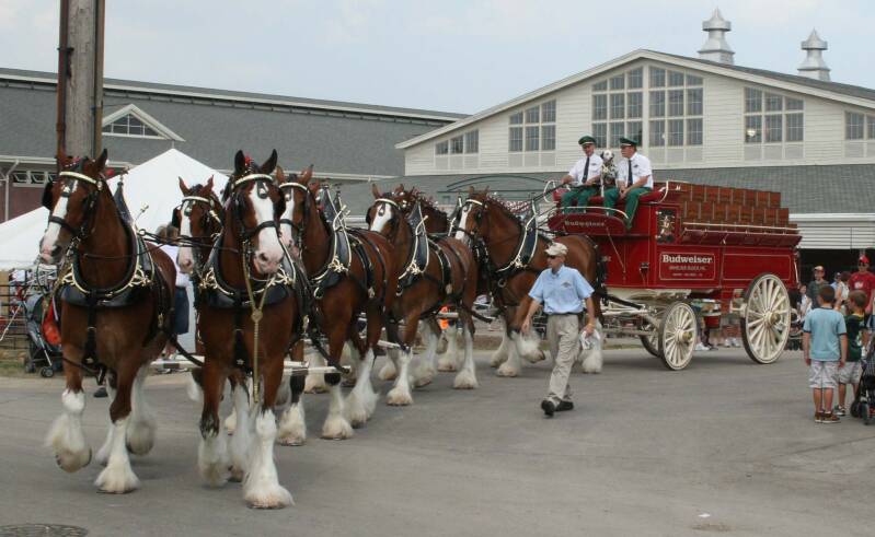 Carro Studebaker arrastrado por ocho caballos Clydesdale de Budweiser en Wisconsin, 2009