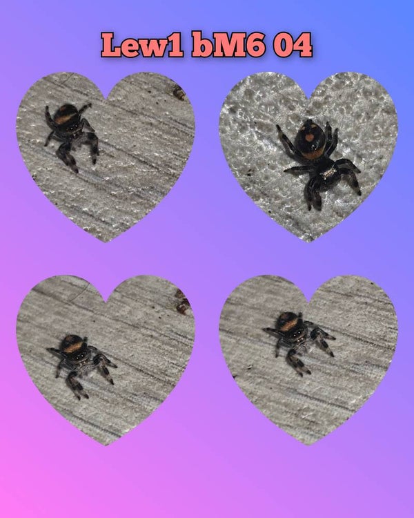 Phidippus regius blue mountain