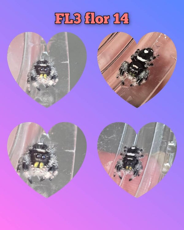 Phidippus regius florida