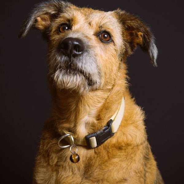 Collier intuitif avec perle unique - pour animal de grande taille