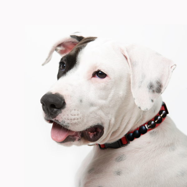 Création d’un collier personnalisé - pour animal de grande taille