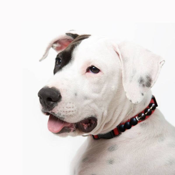 Création d’un collier personnalisé - pour animal de grande taille