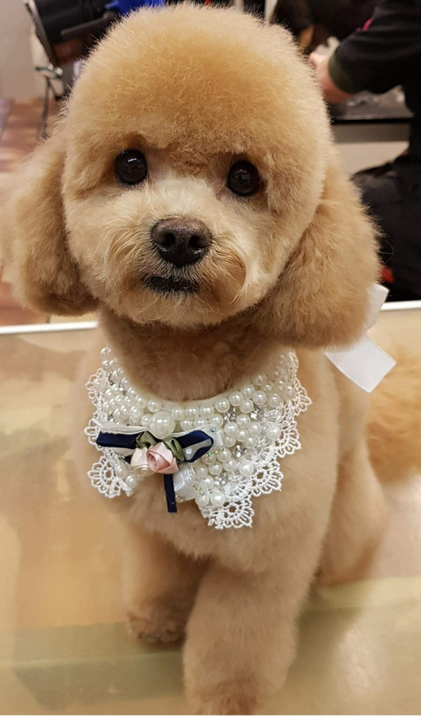 Workshop Poedels 24 januari 2026, vanaf euro 150,-- tot euro 200,--