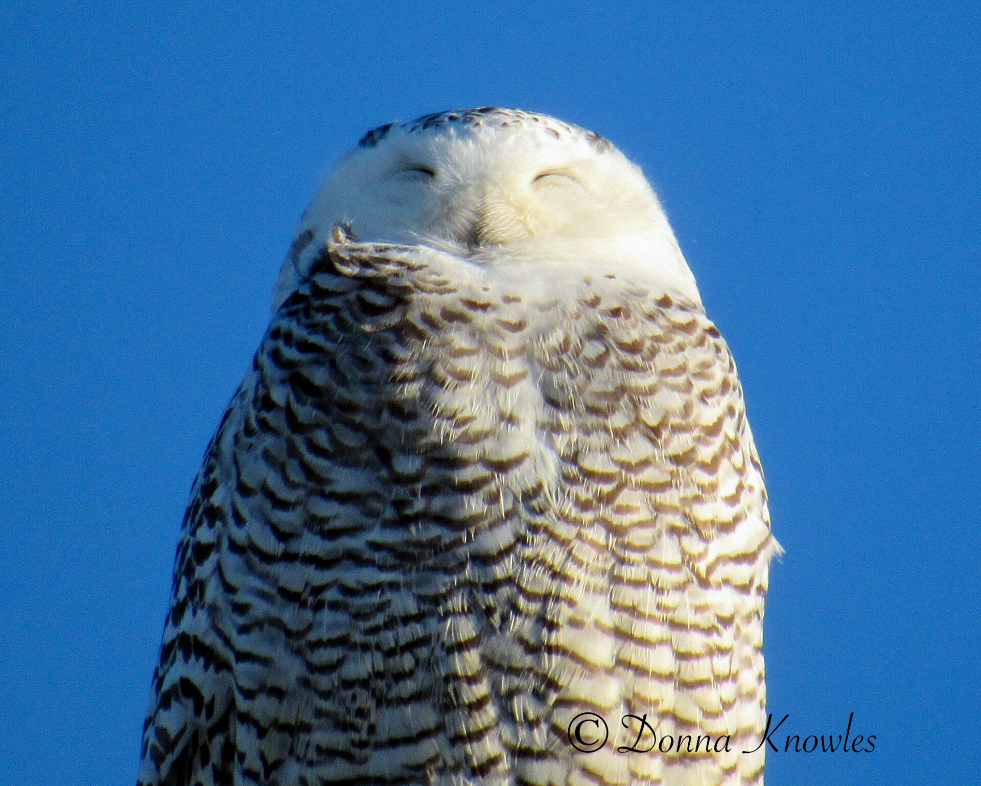 Snowy Owl