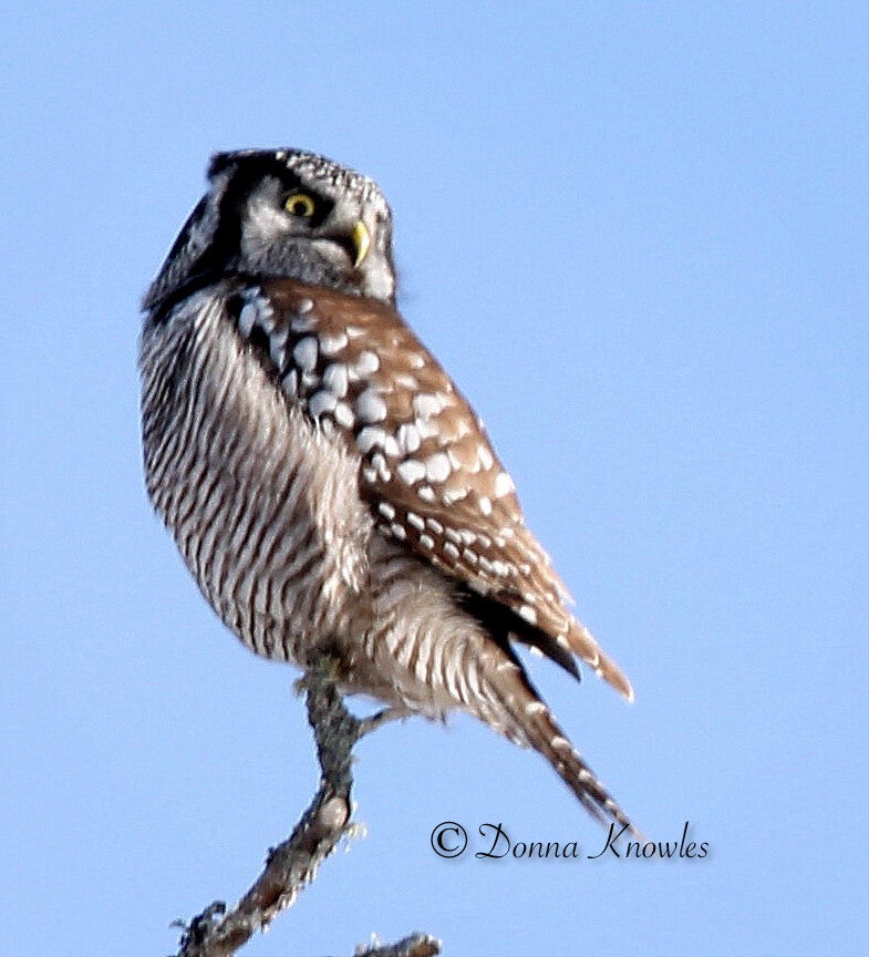 Northern Hawk Owl