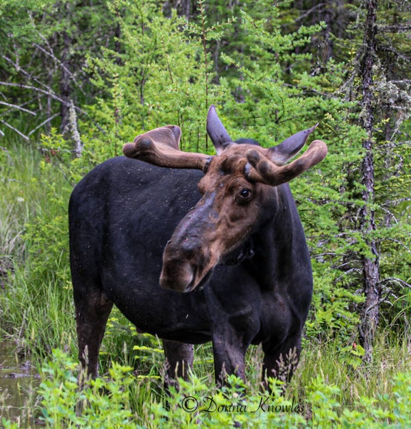 Bull Moose with Velvet Antlers
