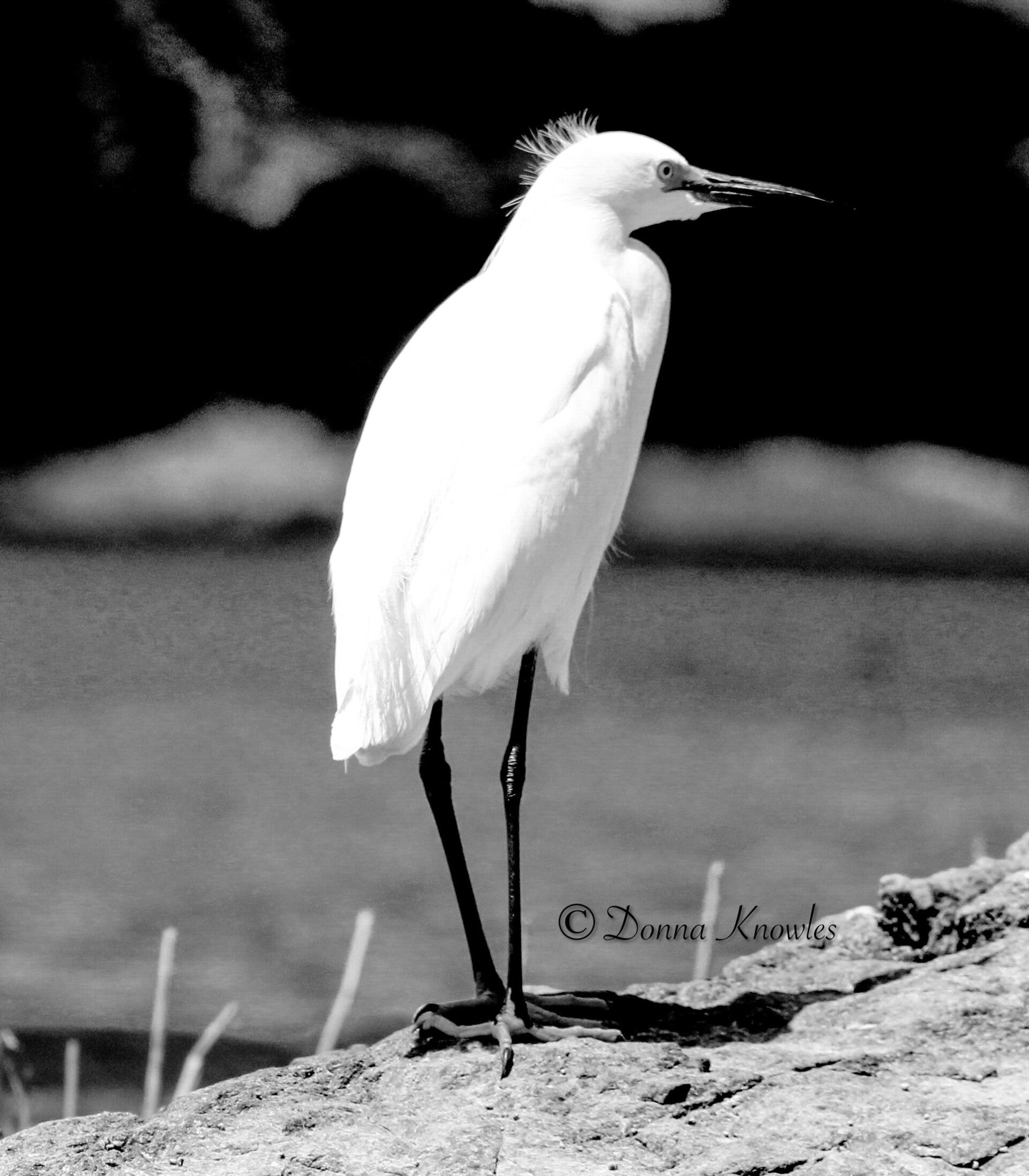 Snowy Egret