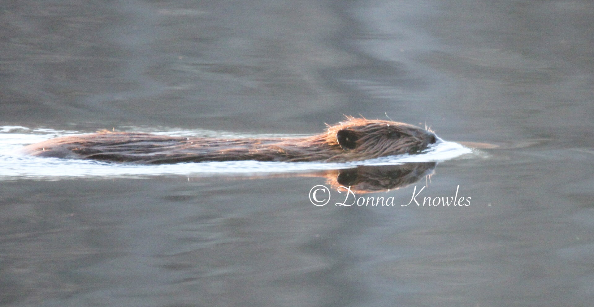 Beaver Swimming