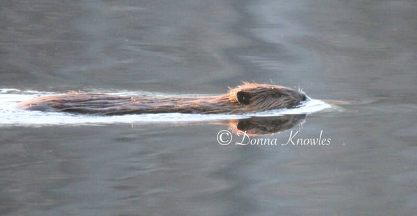 Beaver Swimming