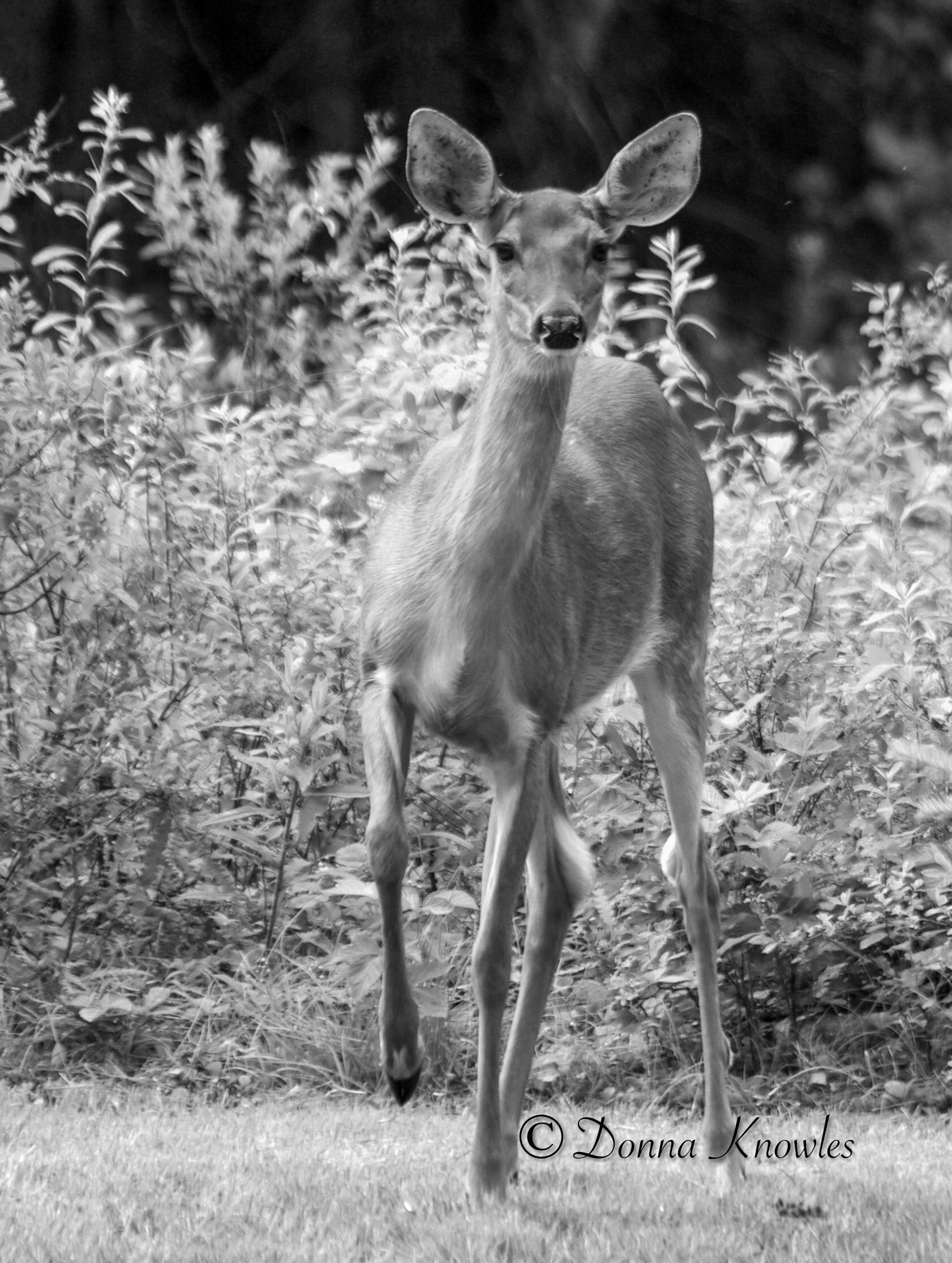 Doe Pausing to Pose