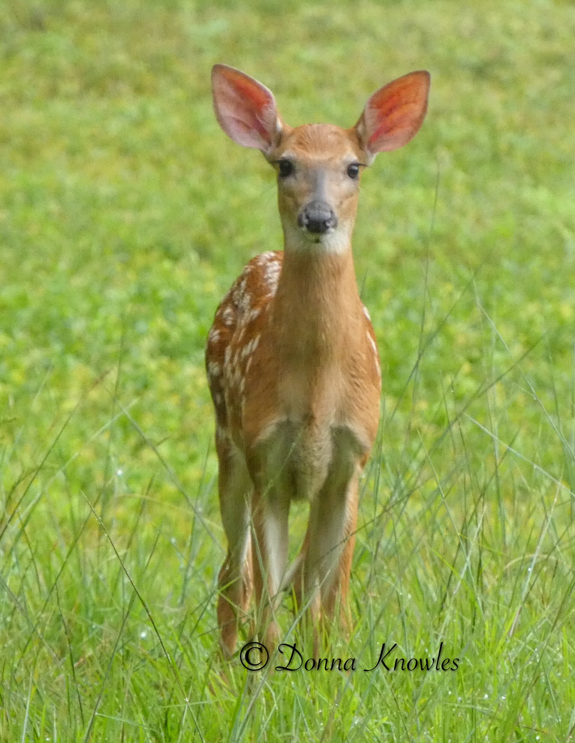 Curious Fawn