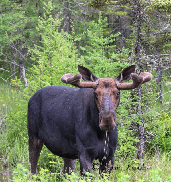 Bull Moose or Twig Eater