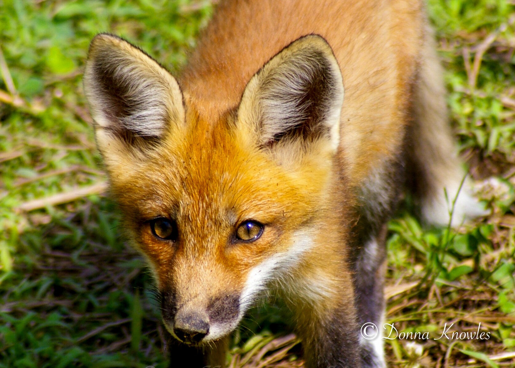 Red Fox
