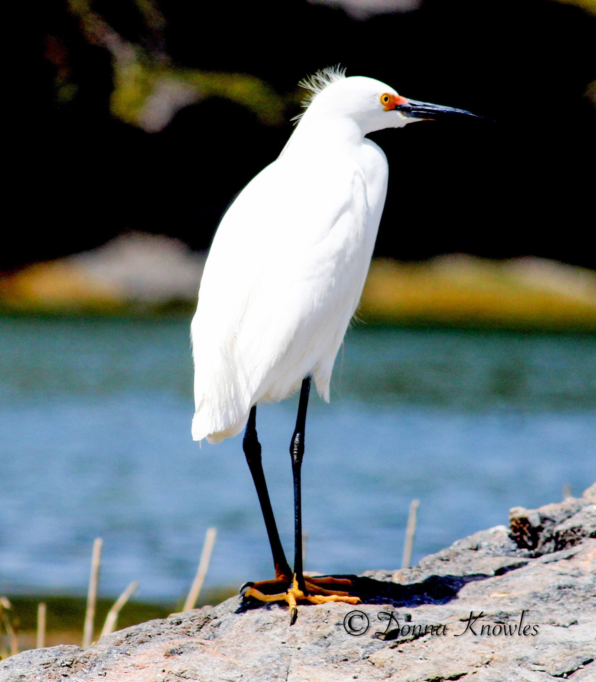 Snowy Egret