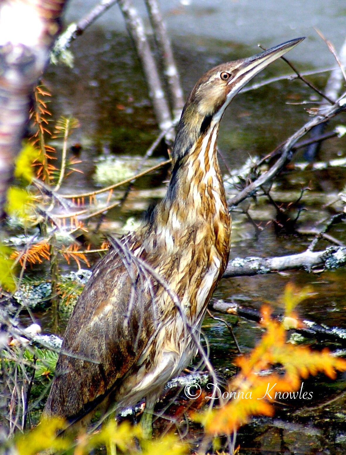 American Bittern