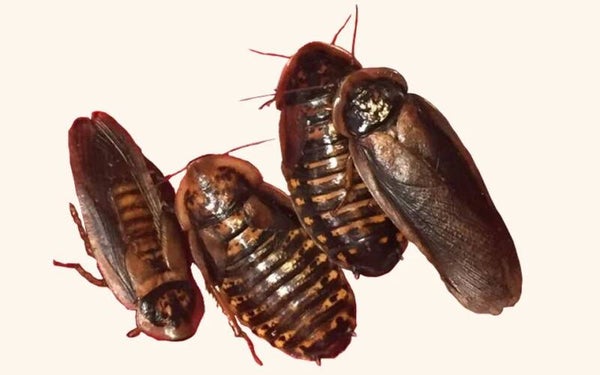 Dubia Roaches 500ct