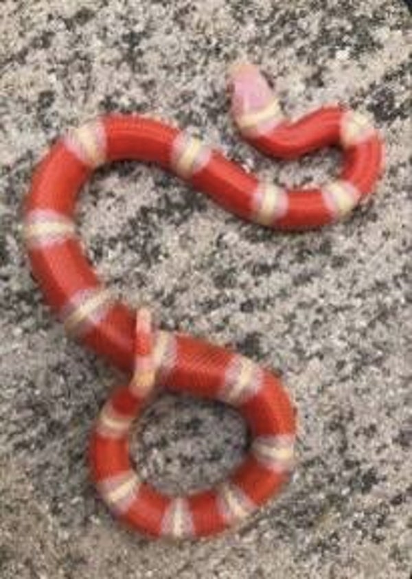 Albino Nelson Corn Snake - Baby