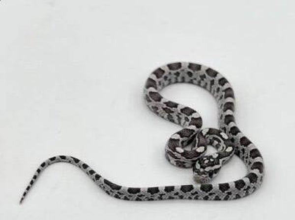 Anery Corn Snake- Baby
