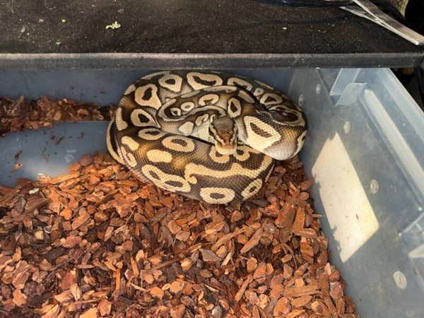 Mojave  - female
