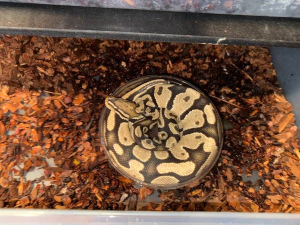 Pastel Mojave (Pastave) Female