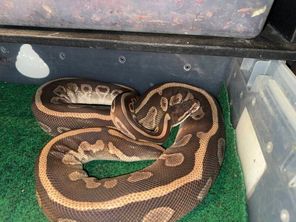 GHI Mahogany-Female