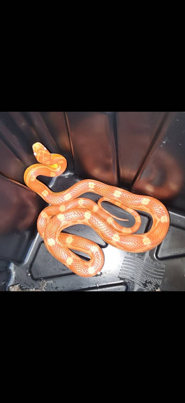 Amel Motley Corn Snake