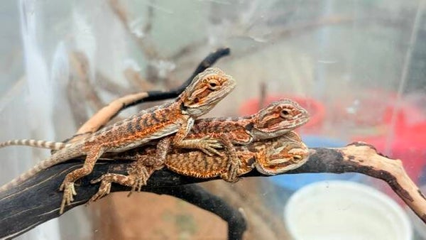Baby Red Bearded Dragons