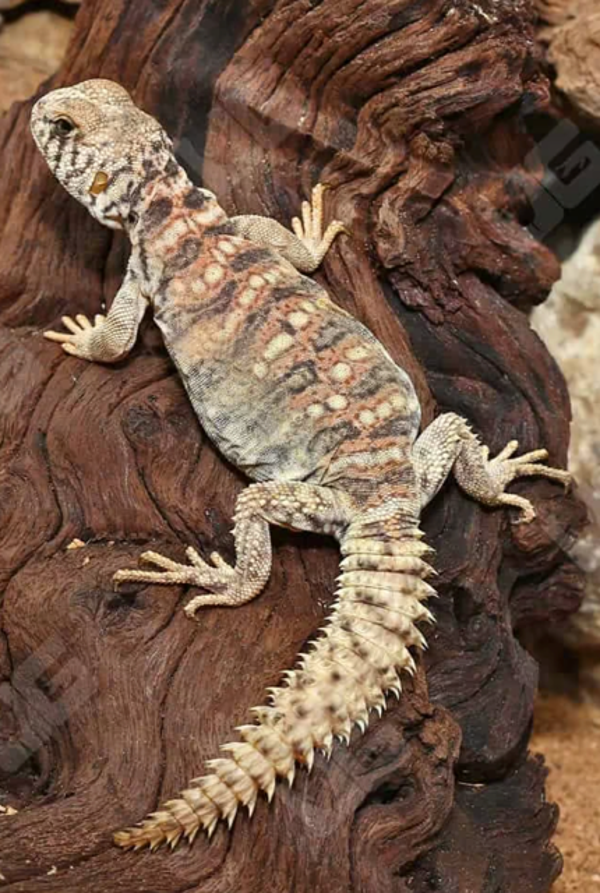 Uromastyx Lizard