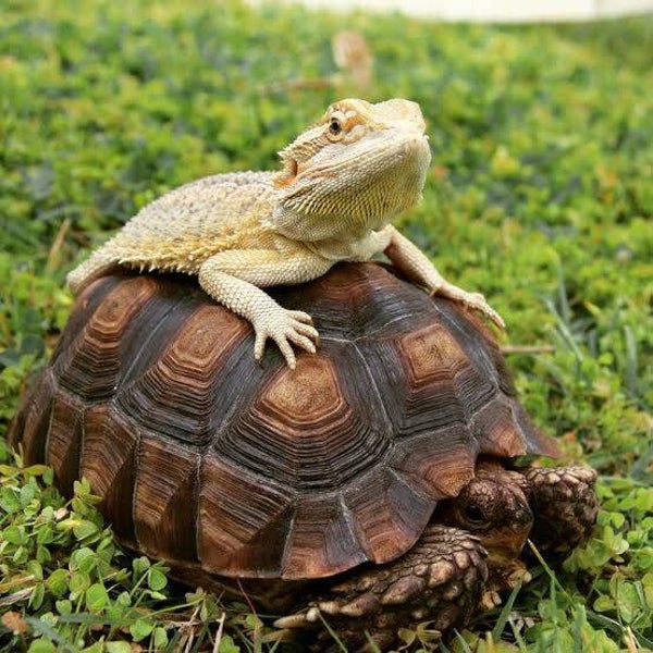 Medium Reptiles ( Bearded Dragons, Turtles & Tortoises Boarding - daily