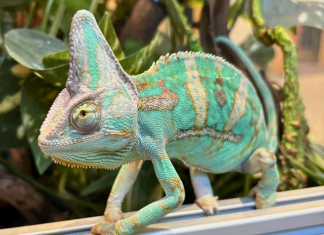Veiled Chameleon