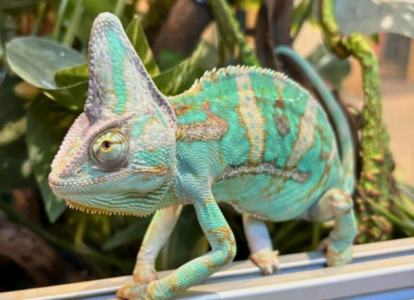 Veiled Chameleon