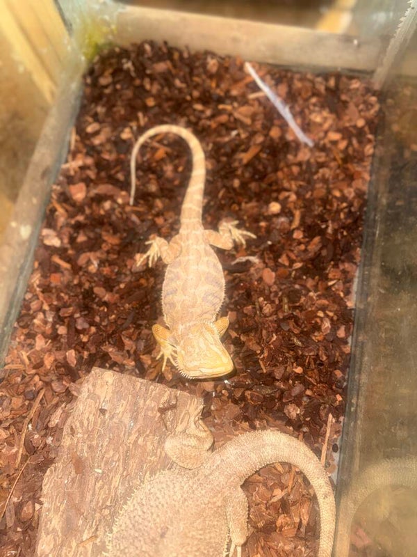 Citrus Bearded Dragon