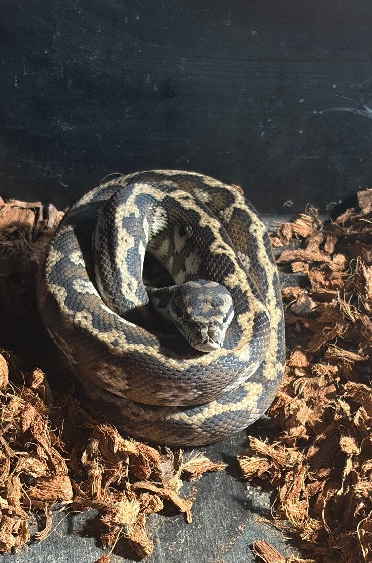 Coastal Carpet Python