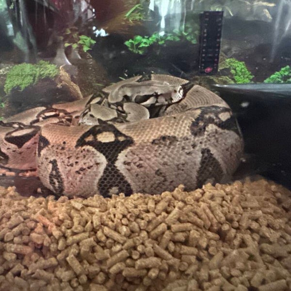 Columbian Redtail Boa - Female