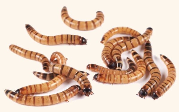 Super Worms 3000ct