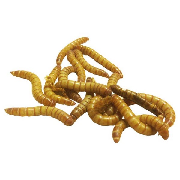 Meal Worms 500 ct