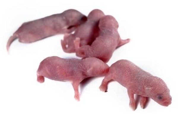 Pinkie Mice