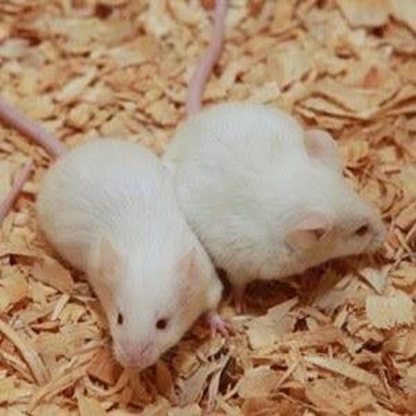 Adult Mice