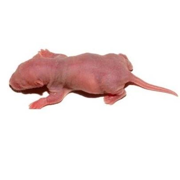 Rat Pinkie's