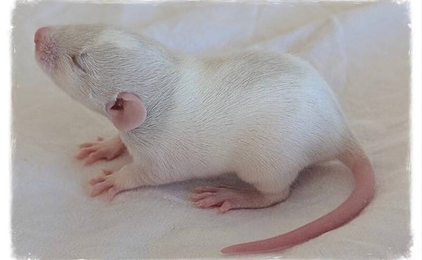 Rat Fuzzies