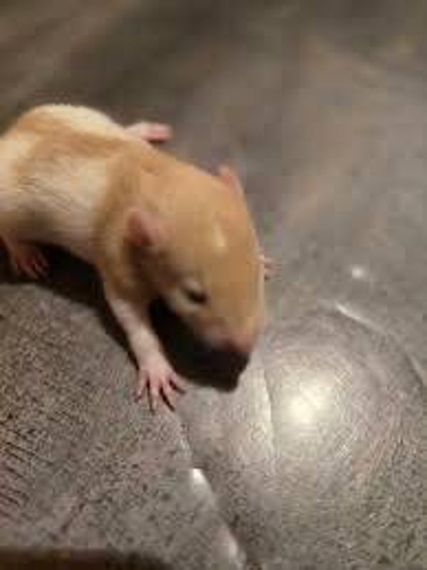 Rat Crawlers