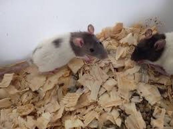 Small Rats