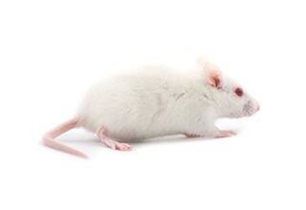 Medium Rat
