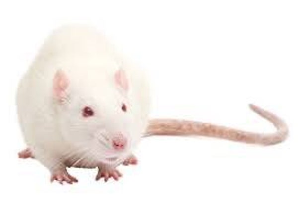 Large Rat