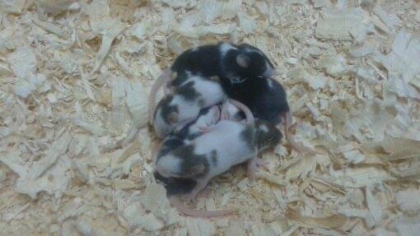Mice Fuzzies